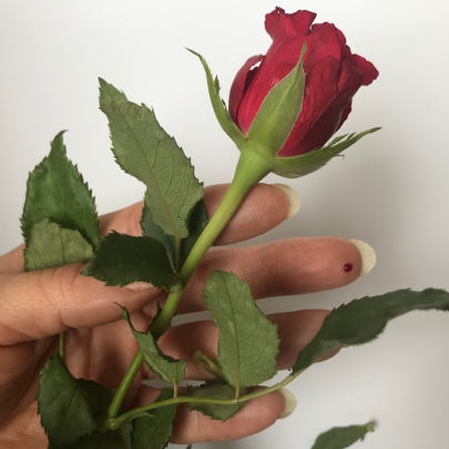 Sladká Růženka