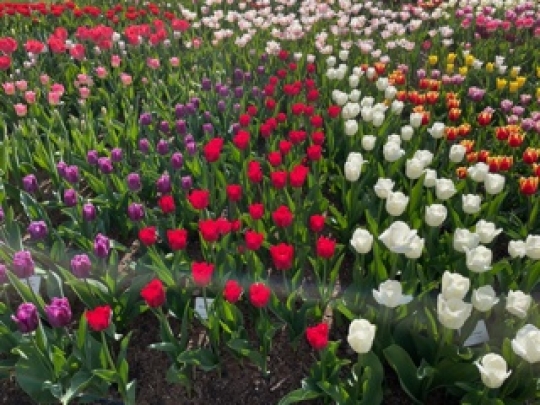 Dendrologická zahrada Průhonice - tulipány