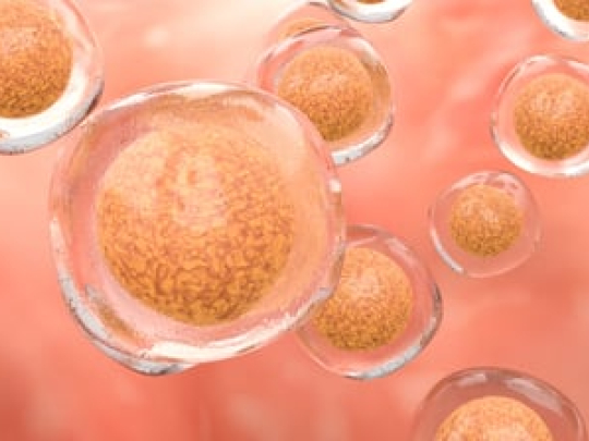 Eledon Clinical Trial