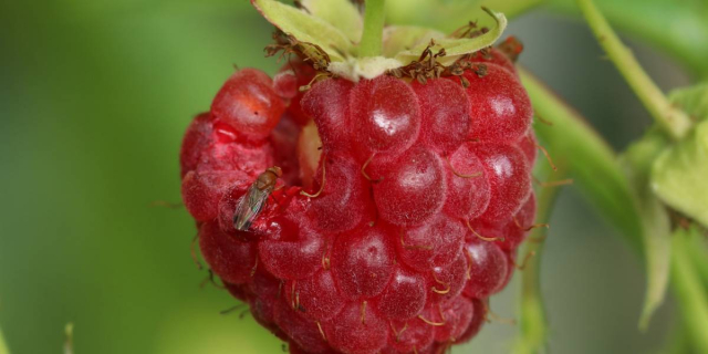 2a5ca345-fruitflies.jpeg