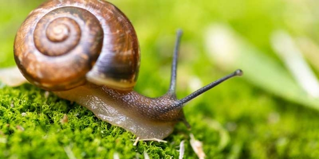 7d86eb7b-snails1.jpeg